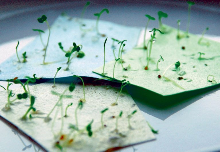 plantable seed paper